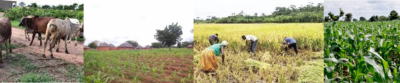 Farming_systems_course_Malawi.png