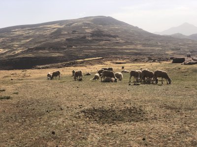 Sheep_grazing_straw.jpg