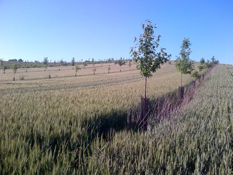 photo agroforesterie france